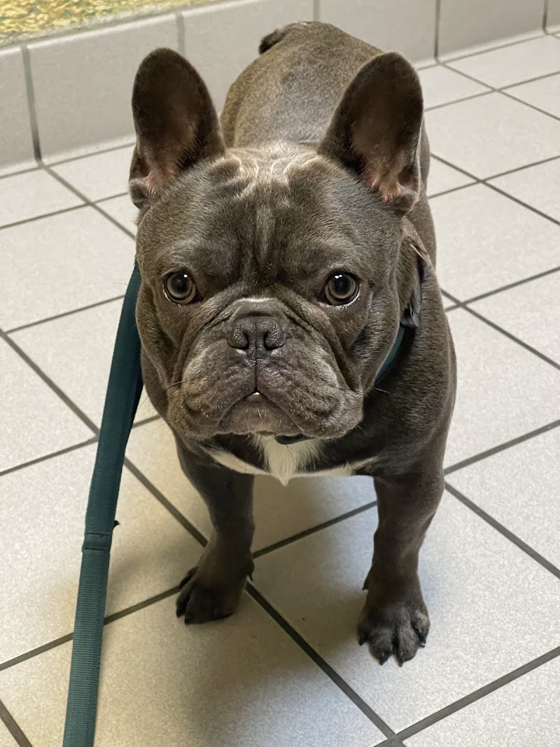 Berkeley Dog & Cat Hospital