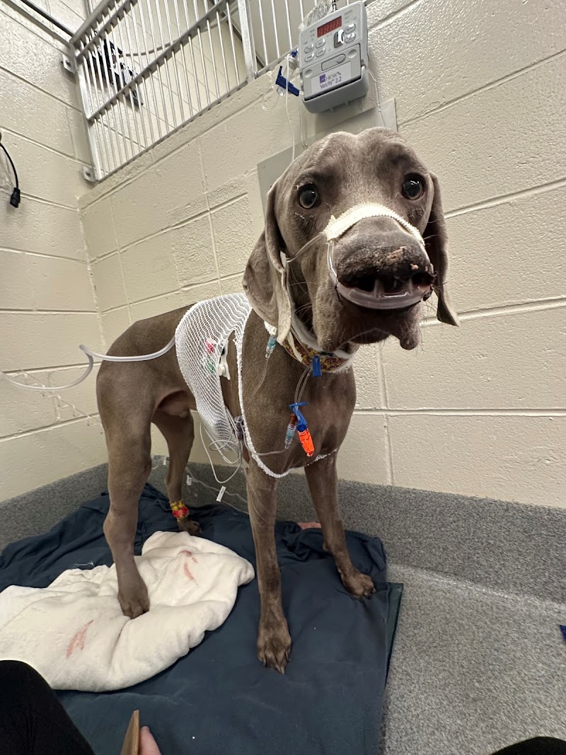 Ryan Veterinary Hospital