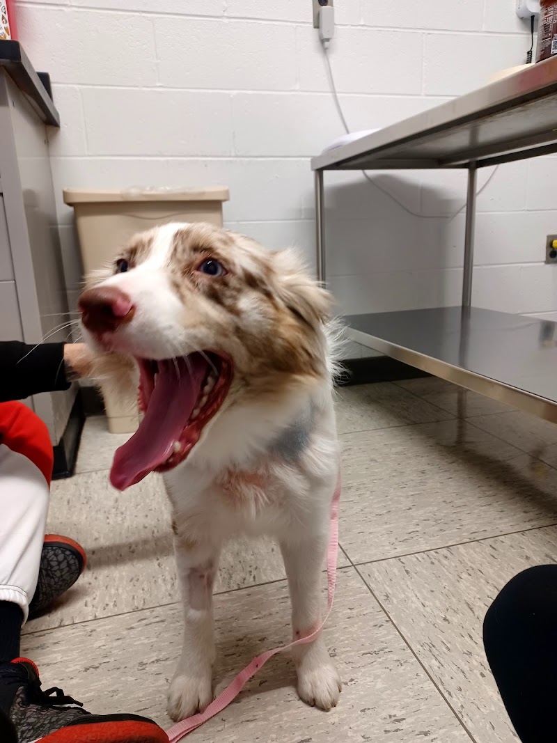 Ryan Veterinary Hospital