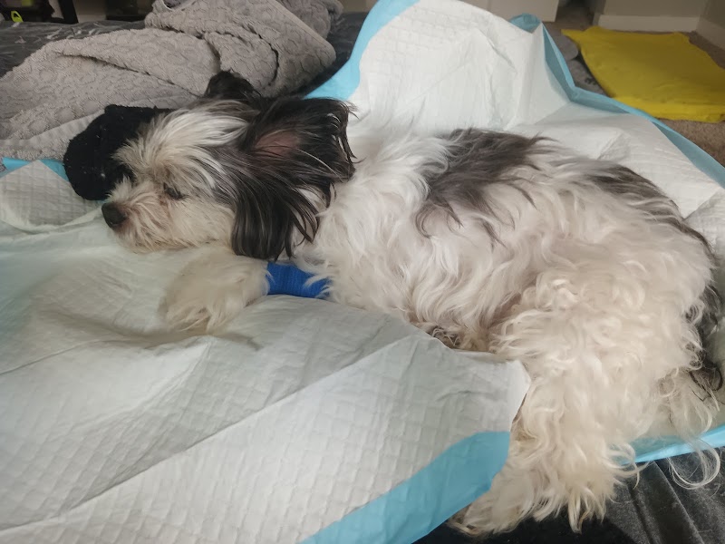 BluePearl Pet Hospital