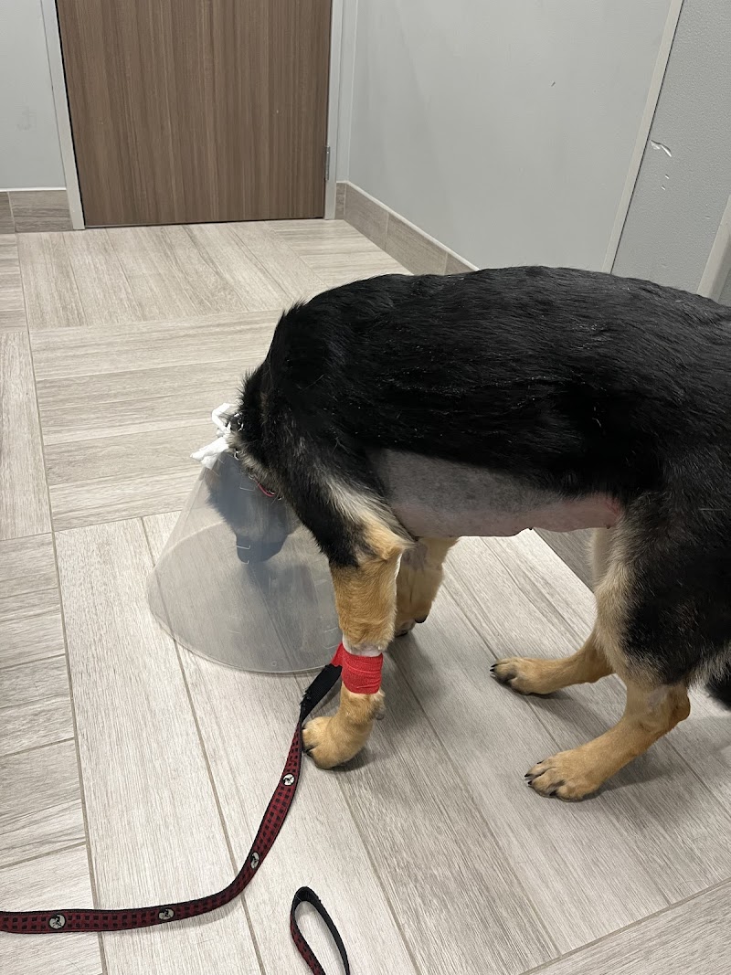 BluePearl Pet Hospital - Lakewood
