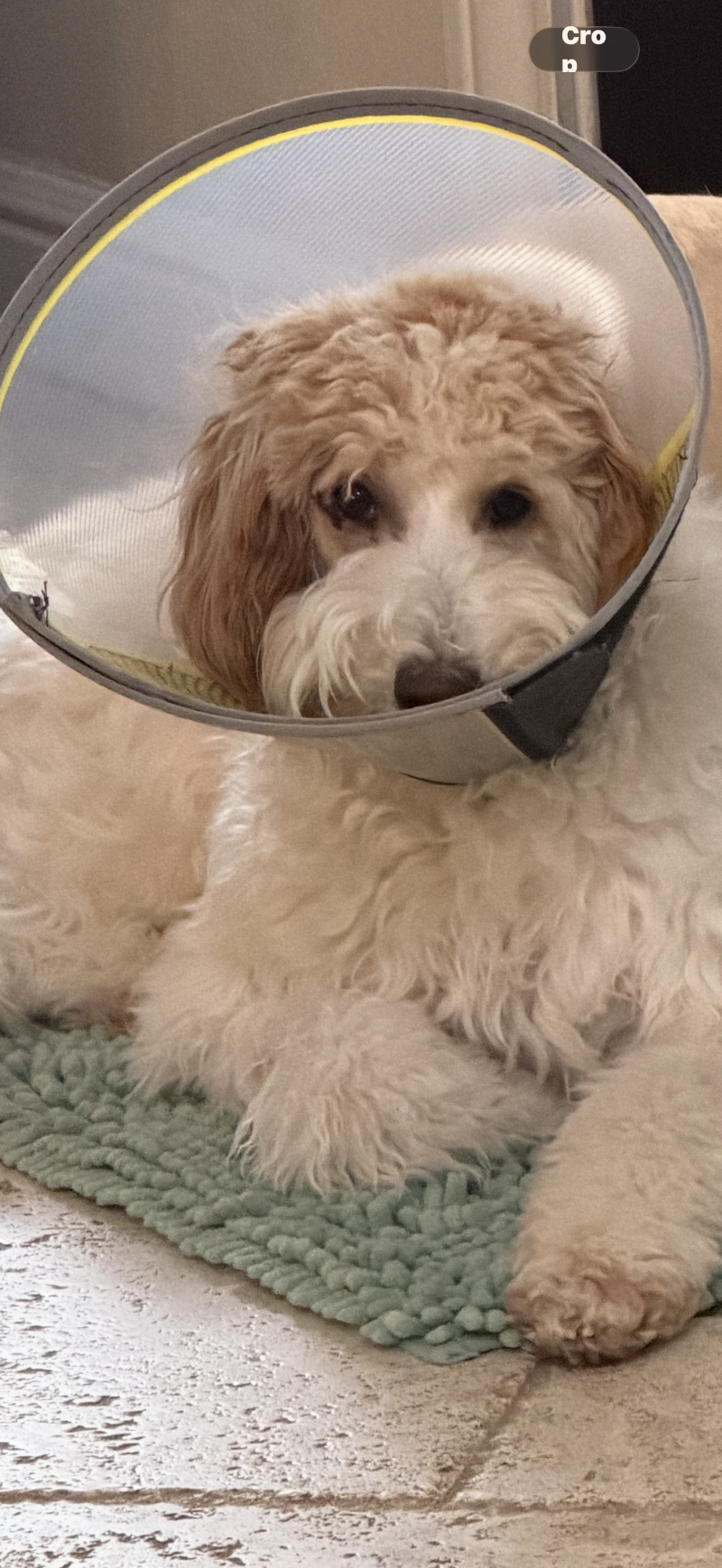Emergency Pet Care of Texas