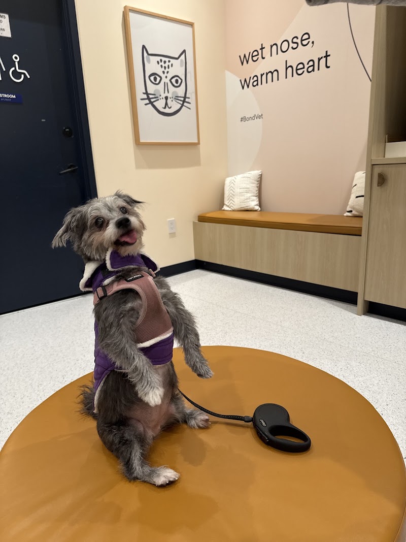 Bond Vet - Kips Bay