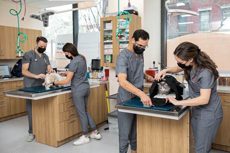 Bond Vet - Kips Bay