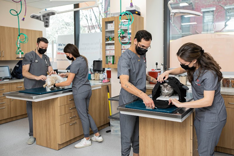 Bond Vet - Kips Bay