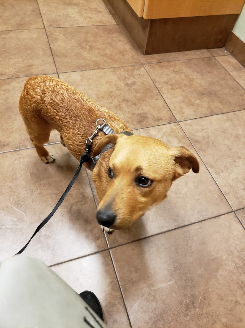 Hyde Park Animal Hospital -Stony Island