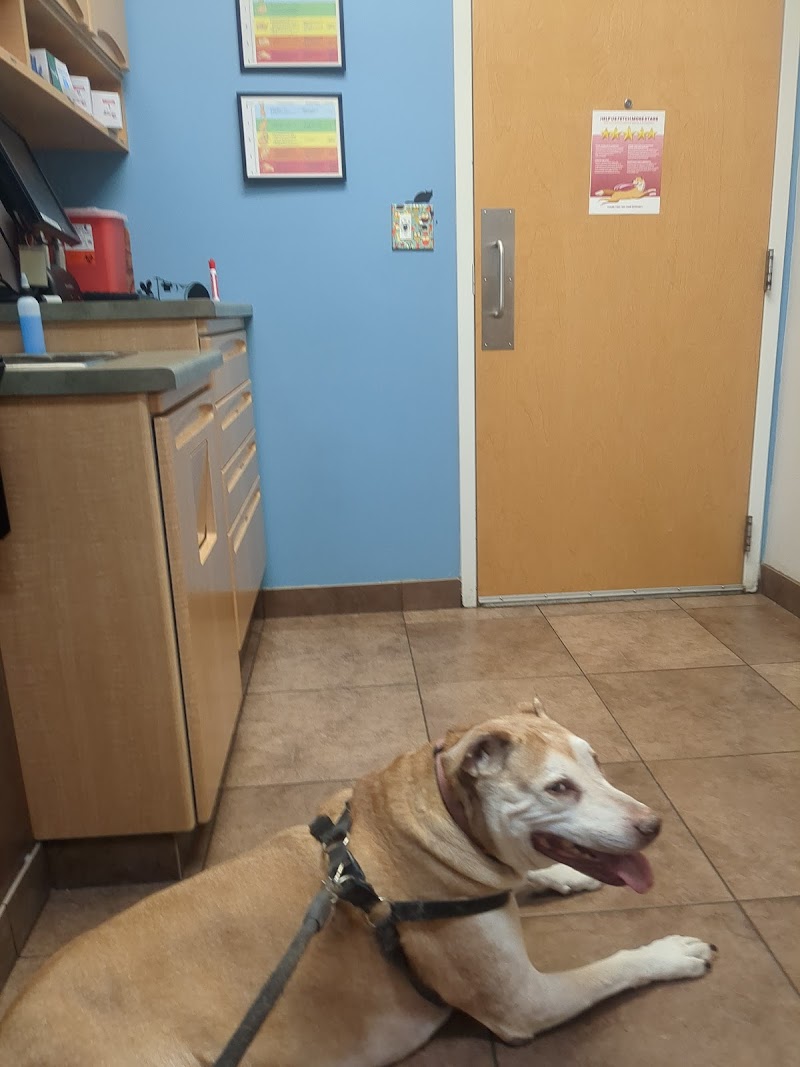 Hyde Park Animal Hospital -Stony Island