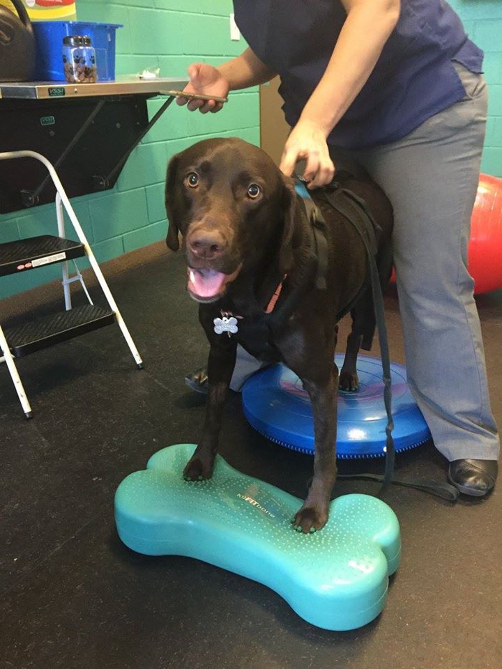 Hyde Park Animal Hospital -Stony Island