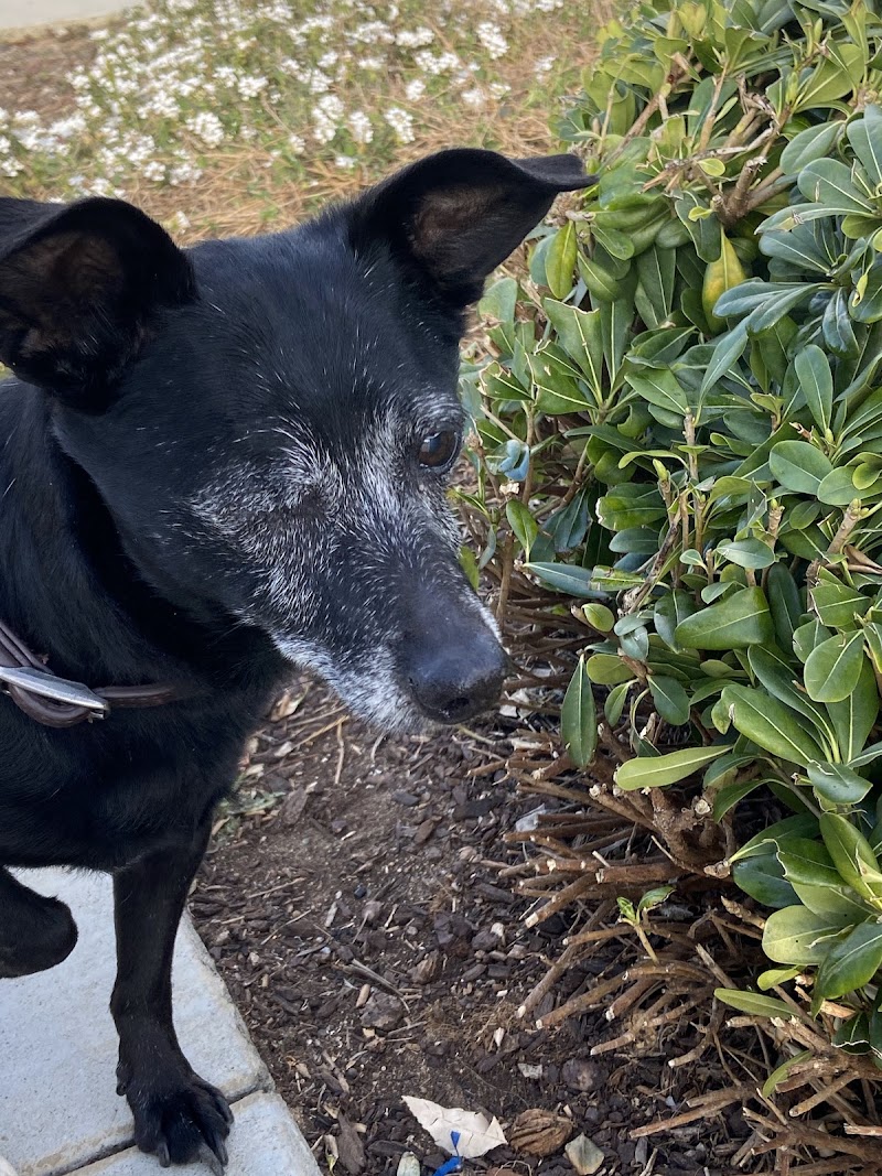 Eye Care for Animals - San Diego