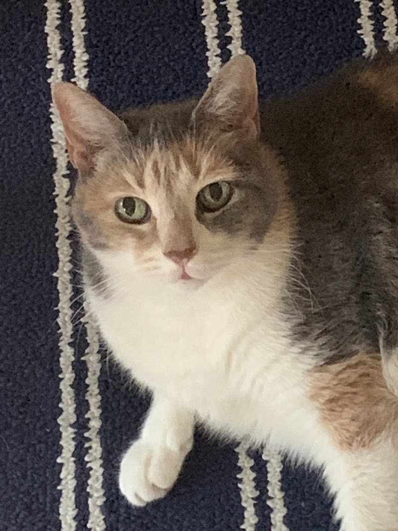 Art City Vets & Urgent Care