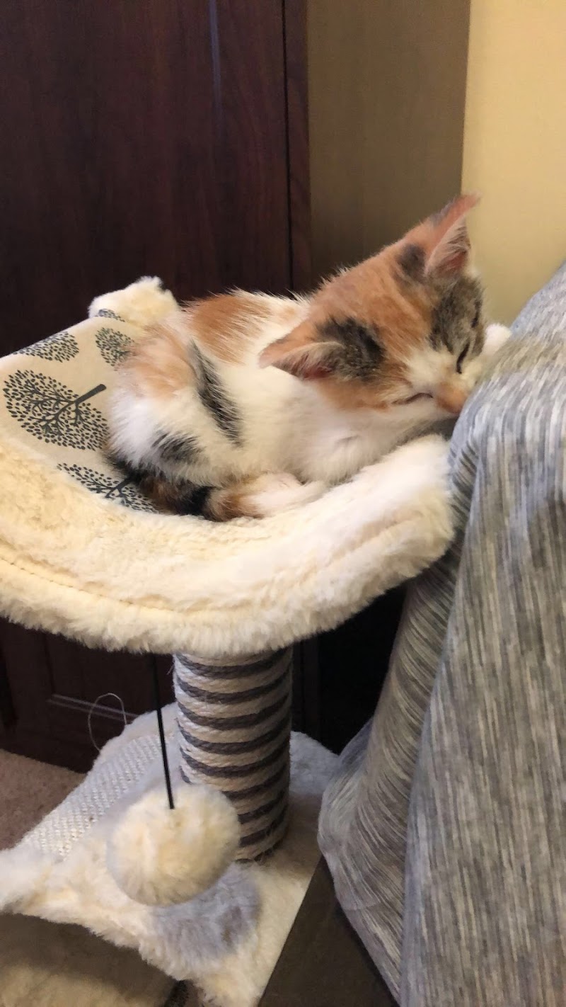 Art City Vets & Urgent Care