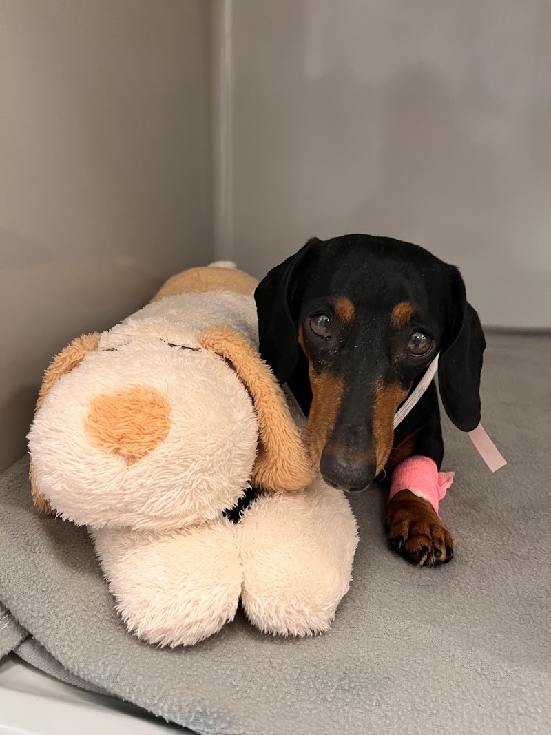 Small Door Veterinary - Newton Centre