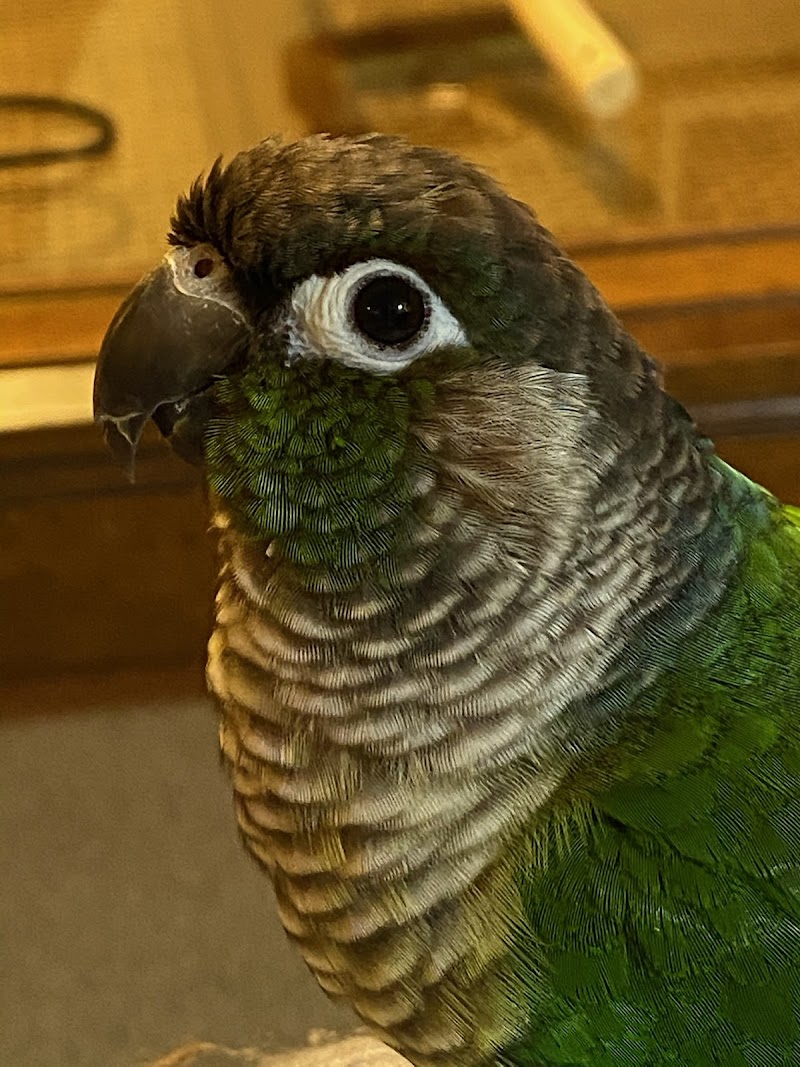 Niles Animal Hospital - Chicago