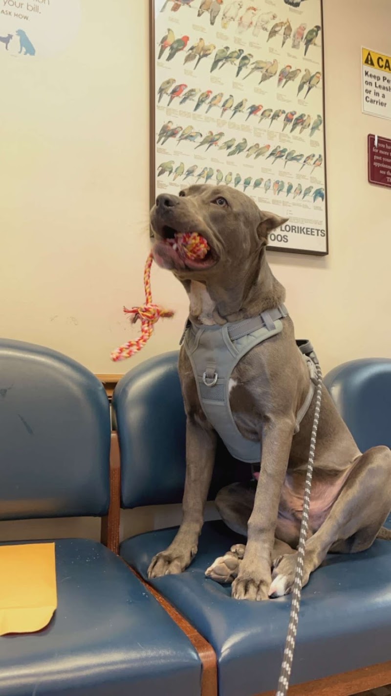 Niles Animal Hospital