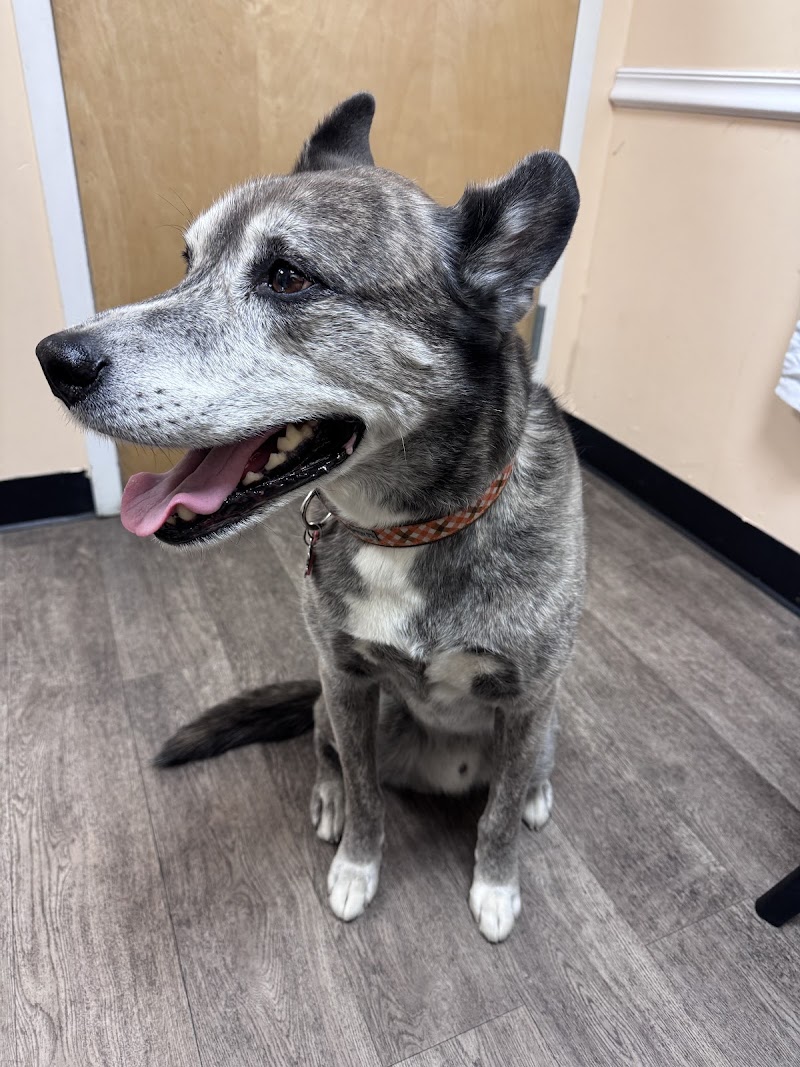 Companion Pet Hospital