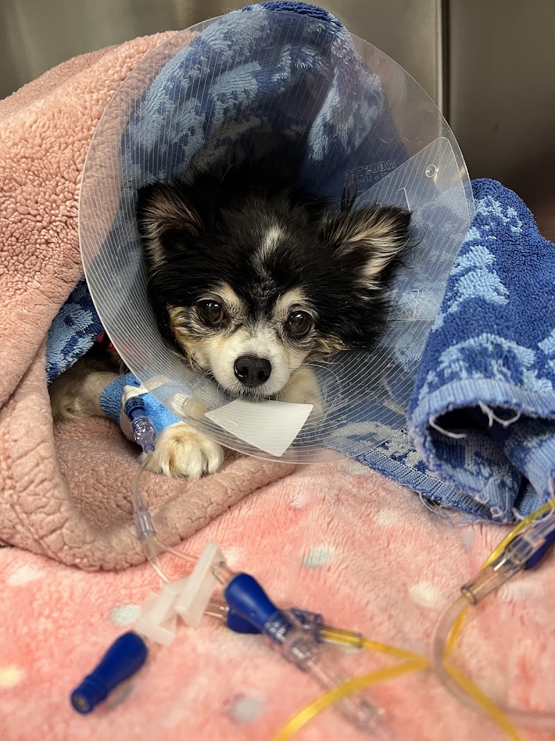 BluePearl Pet Hospital
