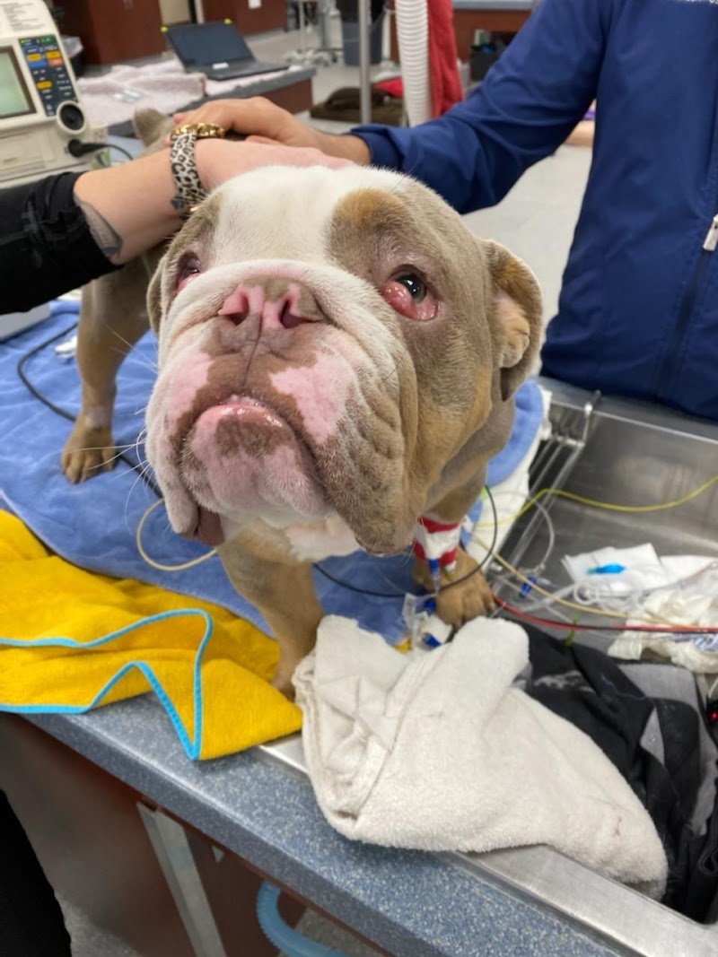 BluePearl Pet Hospital