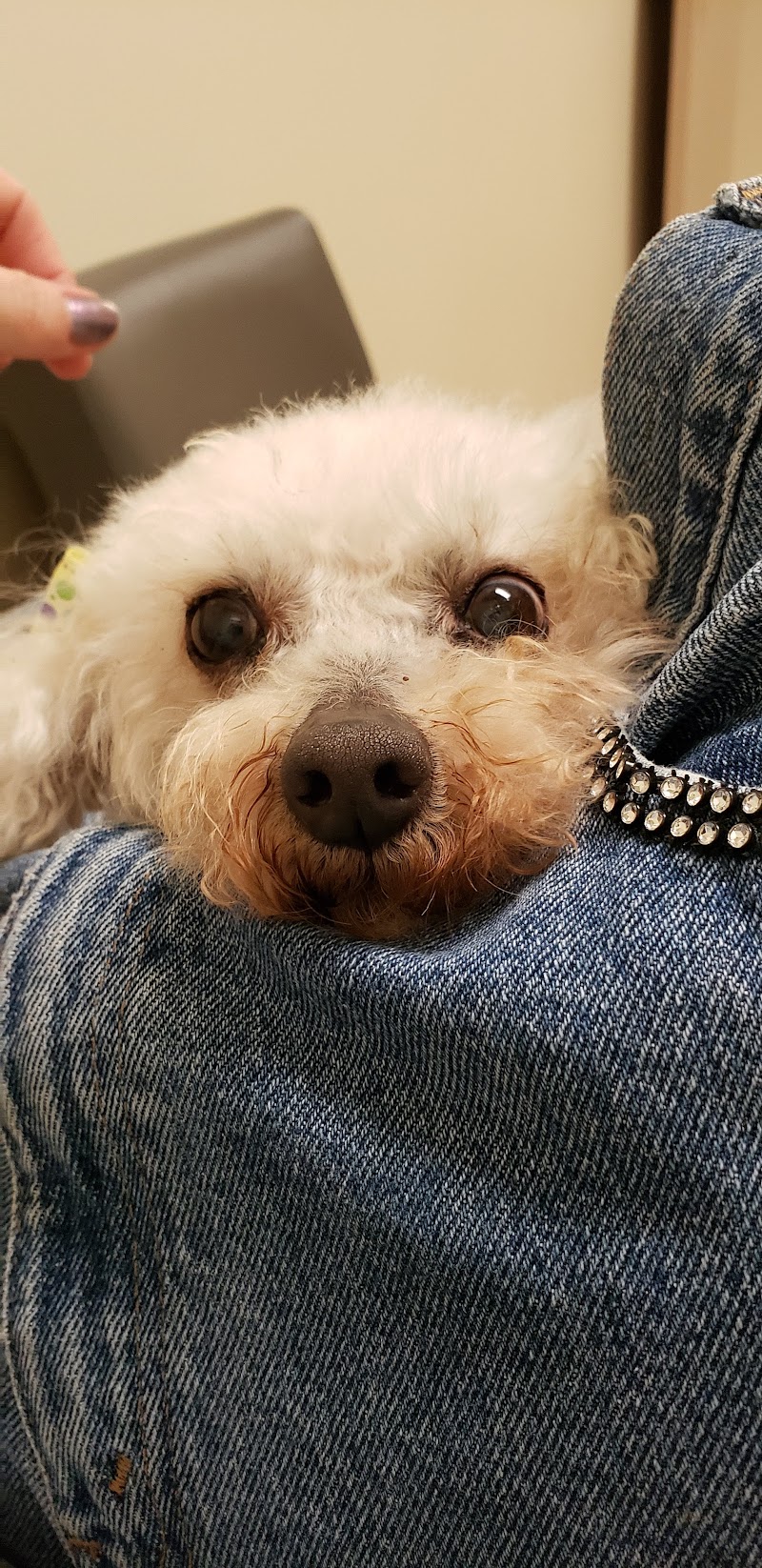 BluePearl Pet Hospital