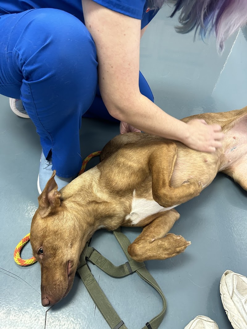 Firehouse Animal Health Center 183