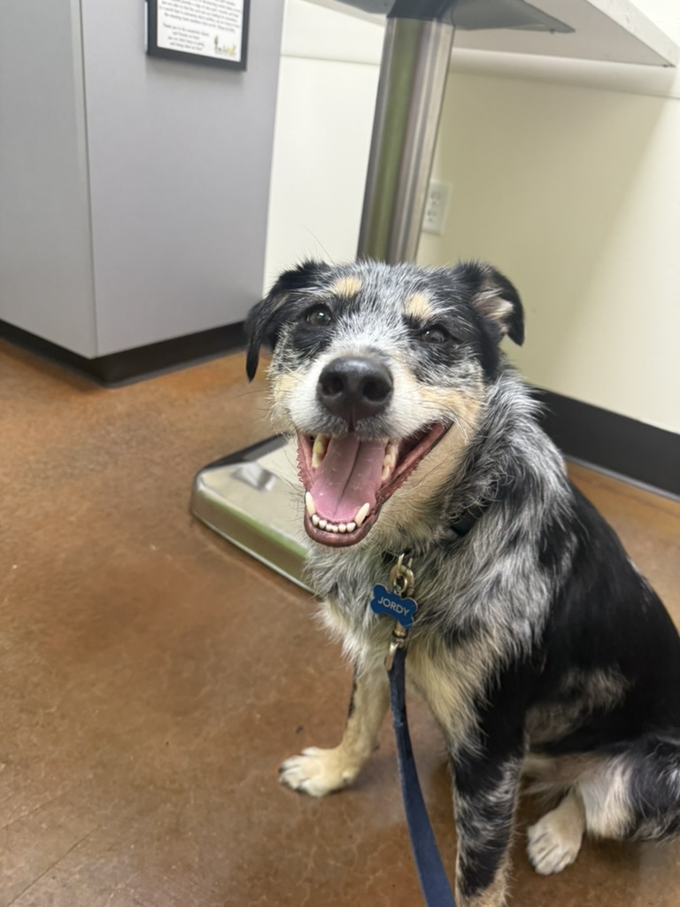 Ingleside Animal Hospital