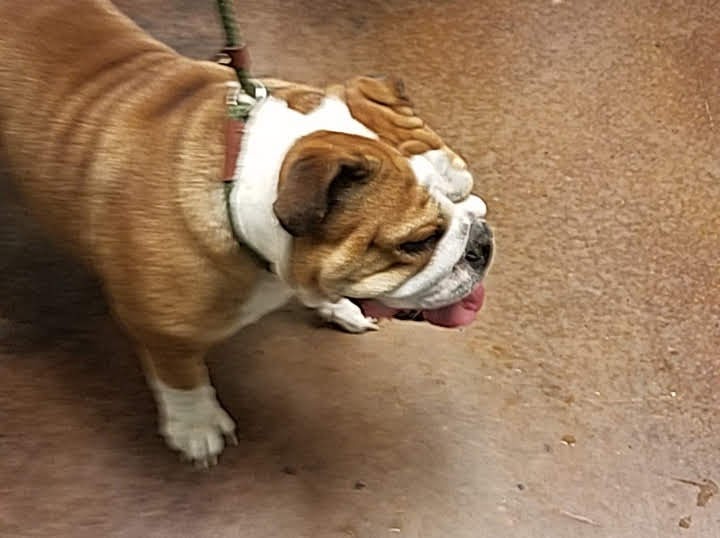 Ingleside Animal Hospital