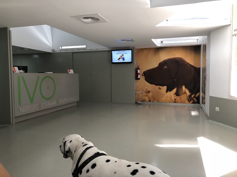 Institut Veterinari Oftalmològic (IVO)
