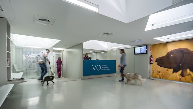 Institut Veterinari Oftalmològic (IVO)