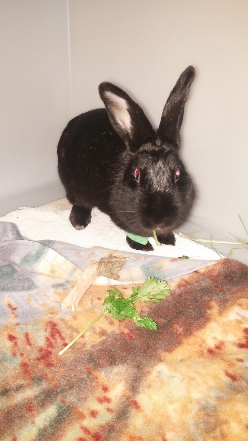 Exotic Pet Vets (Phoenix)
