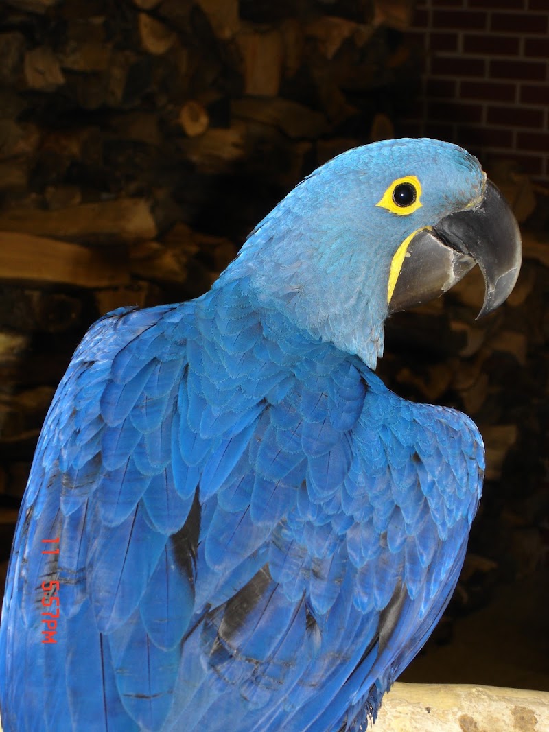Exotic Pet Vets (Phoenix)