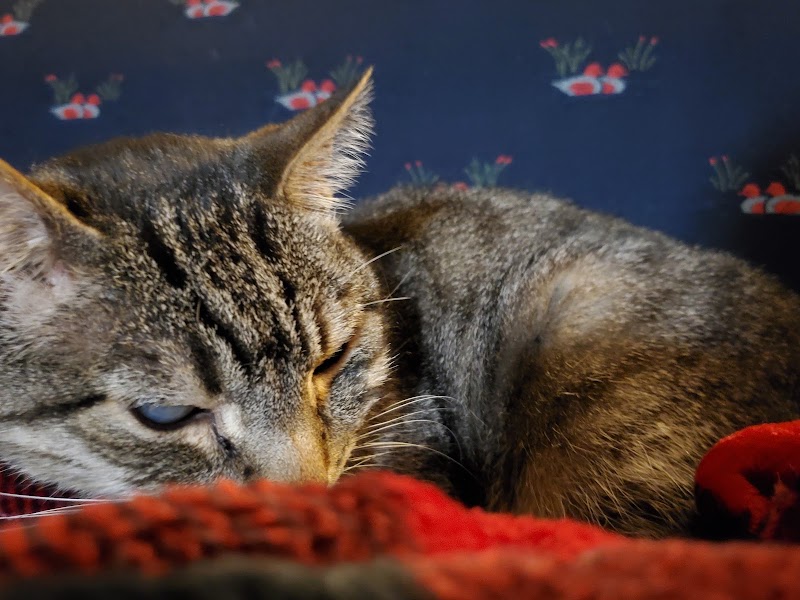 Veterinary Ophthalmology Specialty Practice