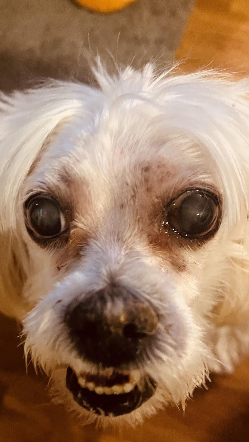 Veterinary Ophthalmology Specialty Practice