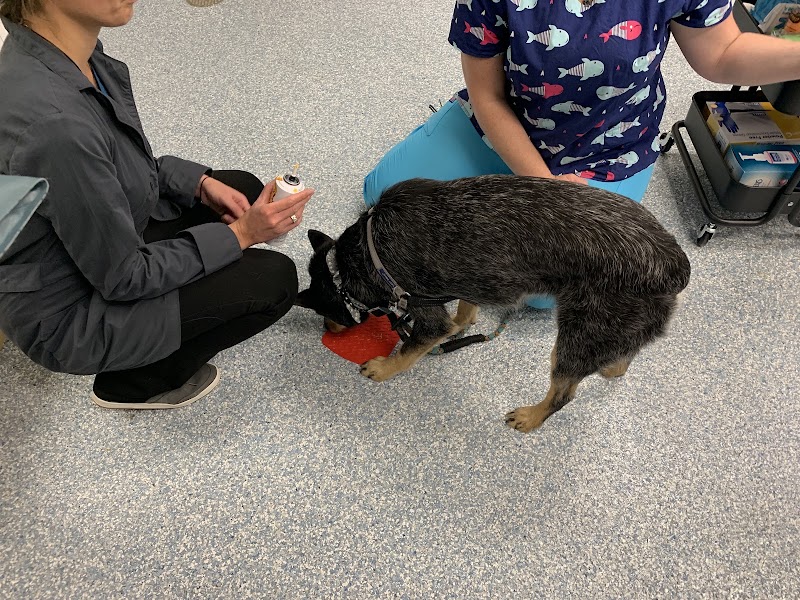 Fairfax Veterinary Hospital