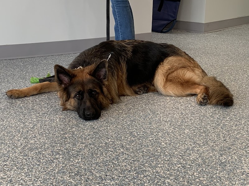 Fairfax Veterinary Hospital