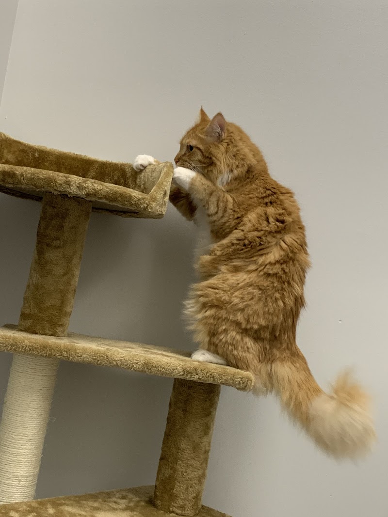 Fairfax Veterinary Hospital