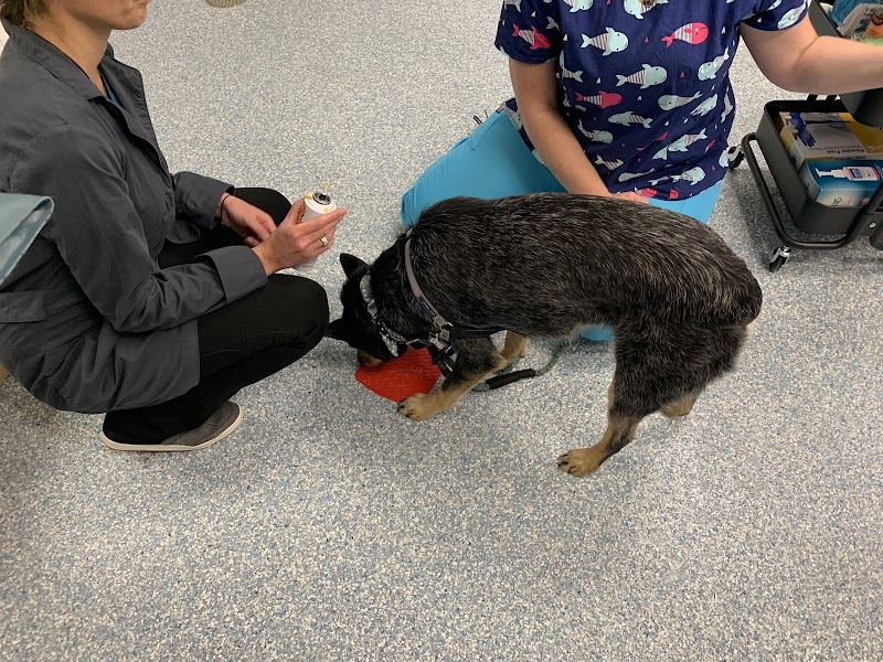 Fairfax Veterinary Hospital