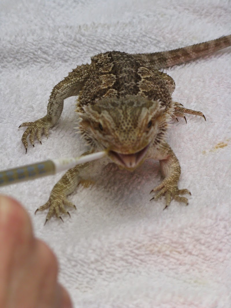 Bay Area Bird and Exotics Hospital