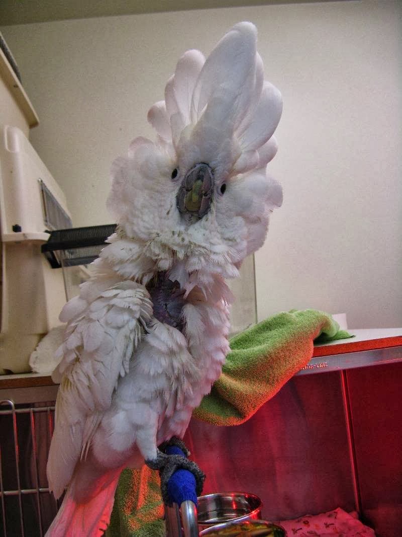 Bay Area Bird and Exotics Hospital