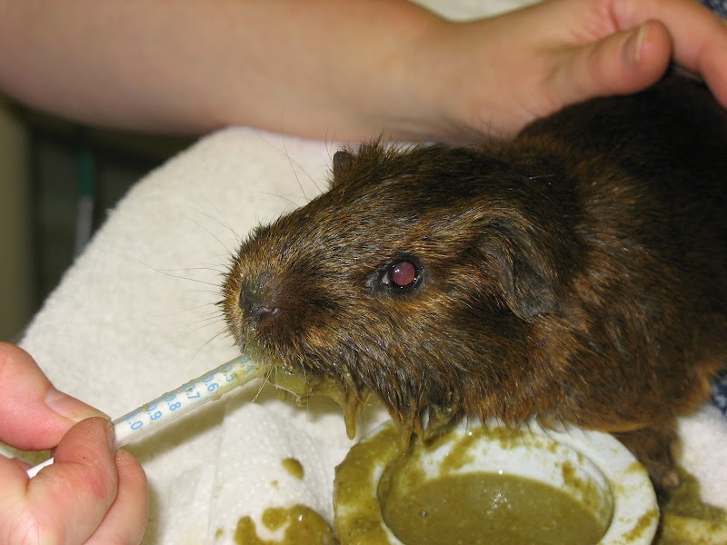 Bay Area Bird and Exotics Hospital