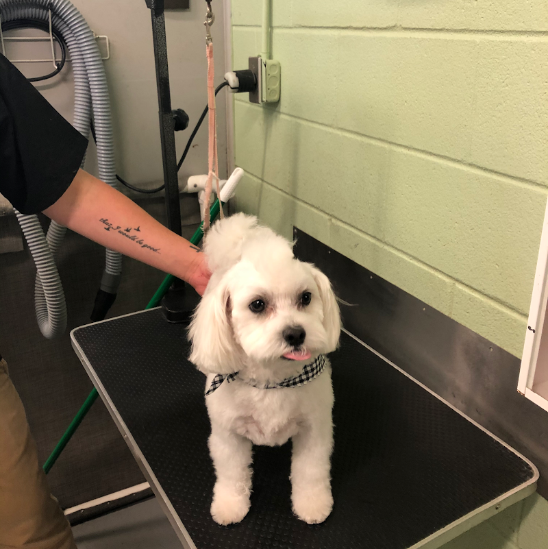 Critter Care Animal Hospital