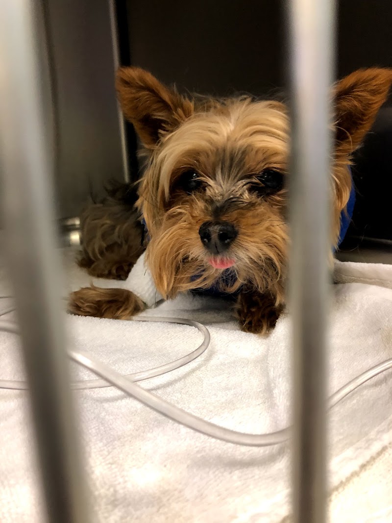 Critter Care Animal Hospital