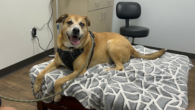 Allure Veterinary Hospital & Urgent Care
