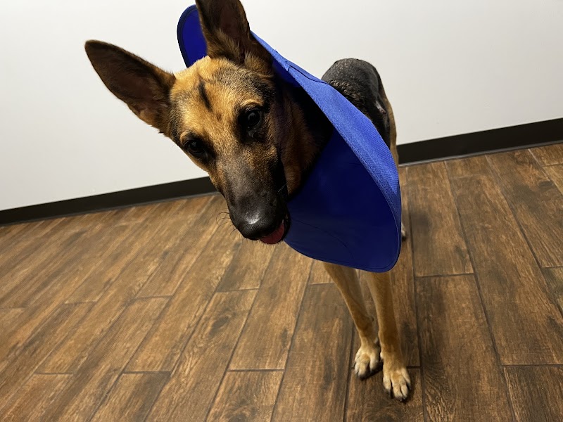 Allure Veterinary Hospital & Urgent Care