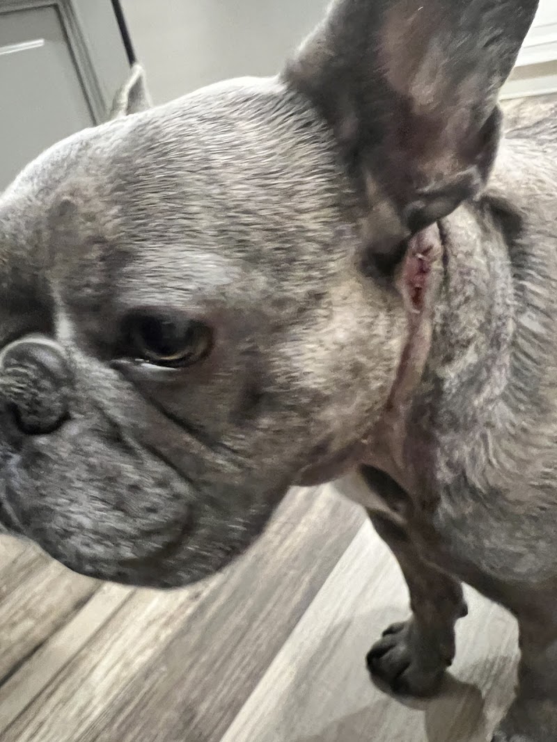Veterinary Referral & Emergency Center of Westbury