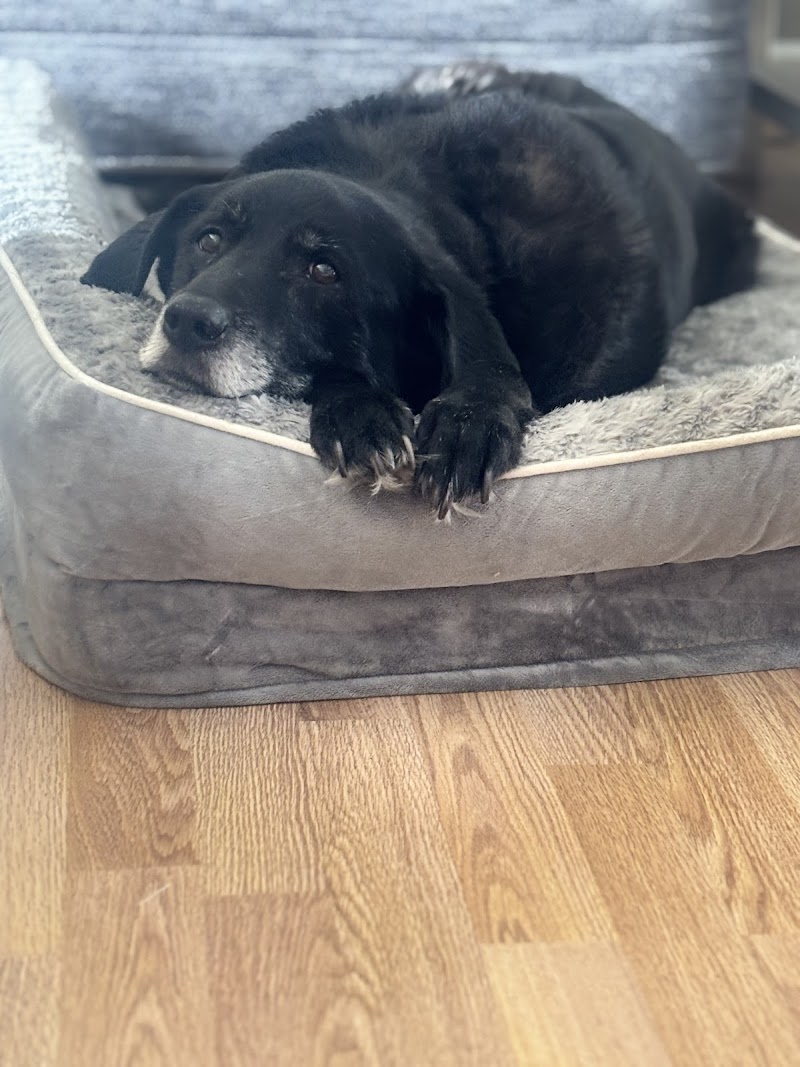 Veterinary Referral & Emergency Center of Westbury