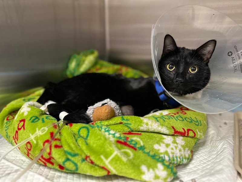 Veterinary Referral & Emergency Center of Westbury