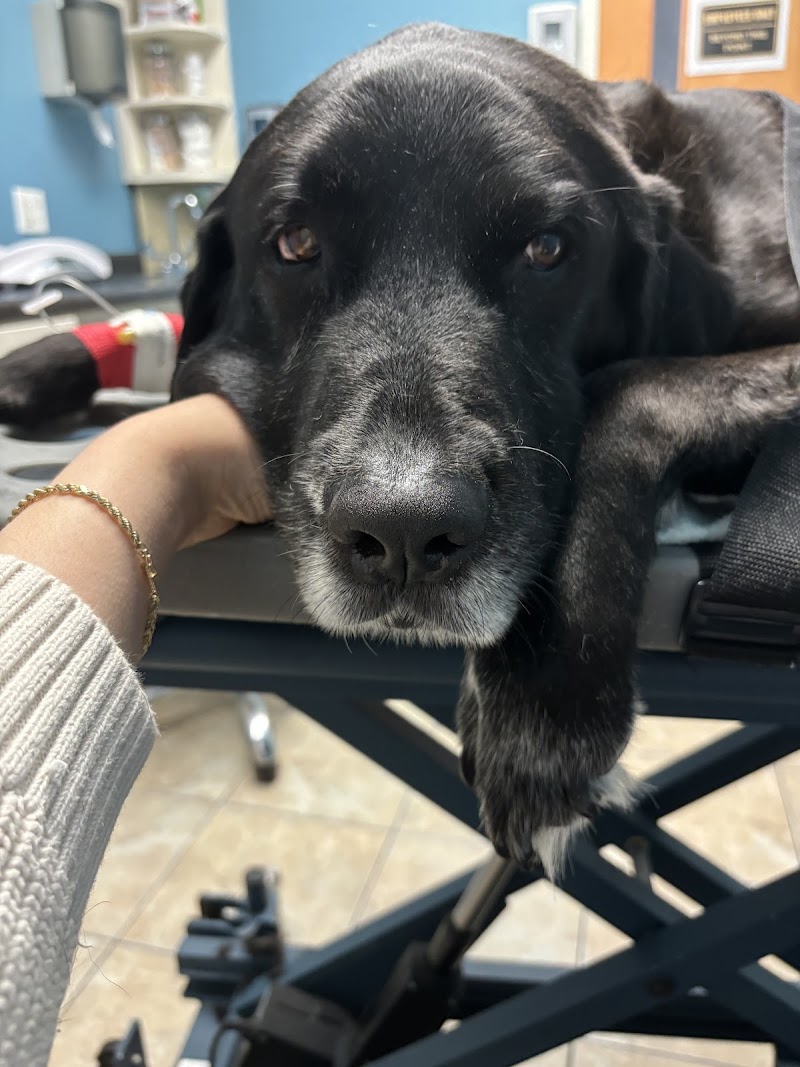 VCA Capital Area Veterinary Emergency and Specialty