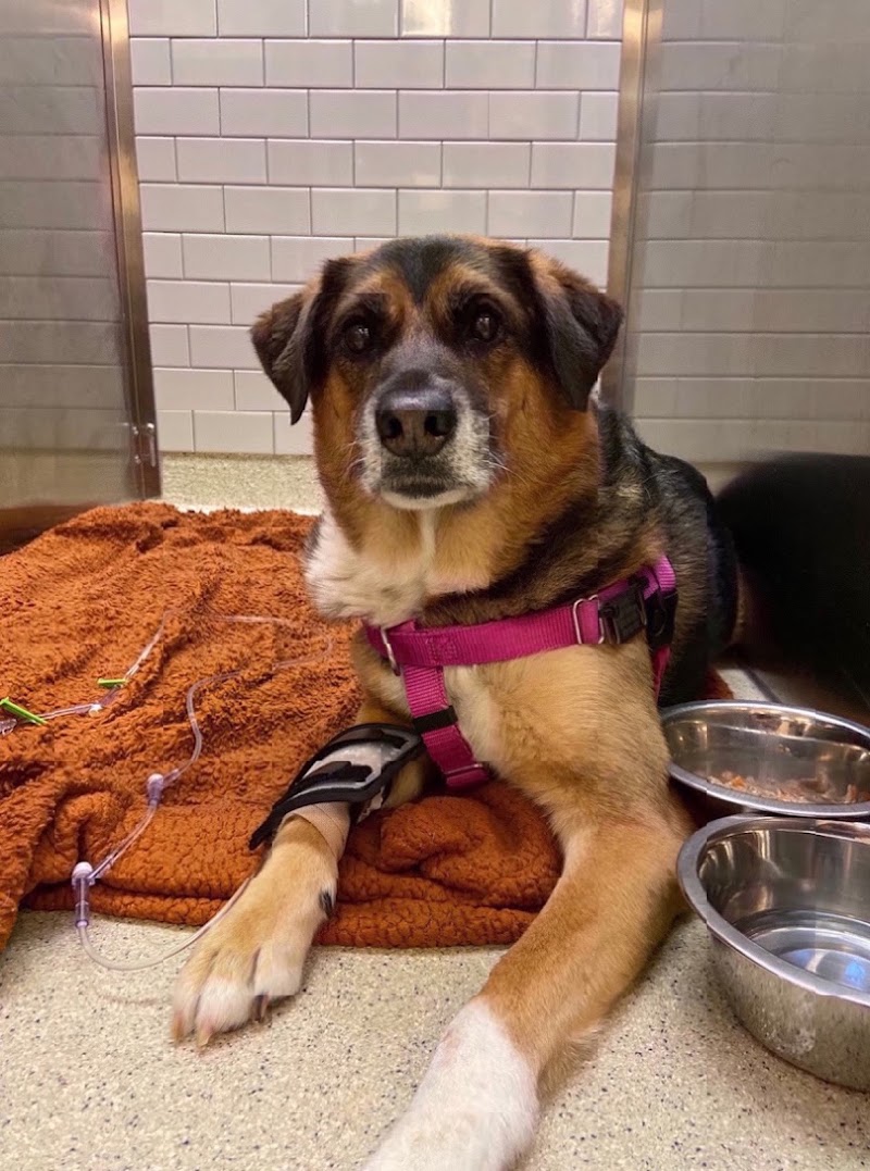 VCA Capital Area Veterinary Emergency and Specialty