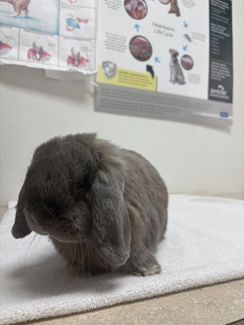 All Species Animal Hospital