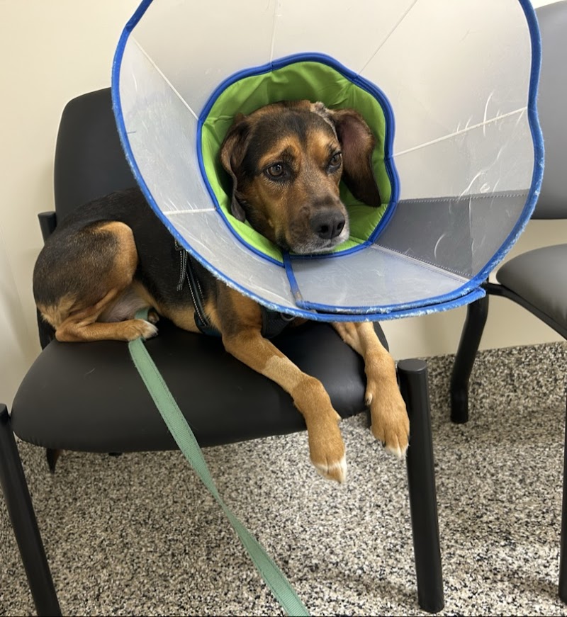 Veterinary Surgery Specialists