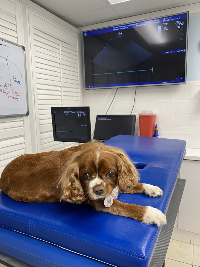 Florida Veterinary Cardiology